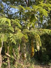 Lysiloma divaricatum