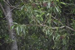 Orthotomus atrogularis