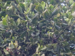 Phoradendron leucarpum