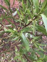 Myoporum montanum