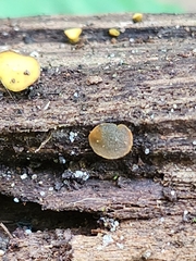 Chlorencoelia versiformis