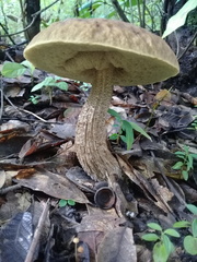 Leccinellum rugosiceps