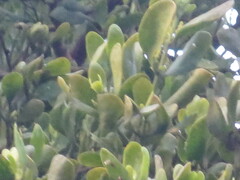 Phoradendron leucarpum