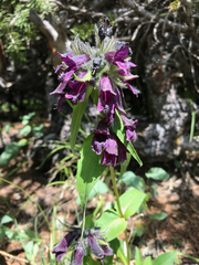 Penstemon whippleanus