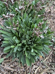 Limonium ramosissimum