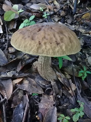 Leccinellum rugosiceps