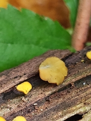 Chlorencoelia versiformis