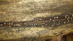Helicogloea compressa