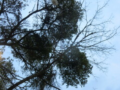 Phoradendron leucarpum