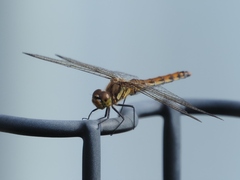 Sympetrum frequens