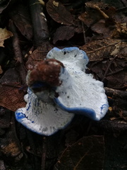 Hypomyces lateritius