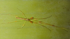 Tetragnatha hasselti