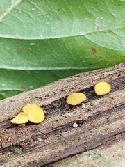 Chlorencoelia versiformis