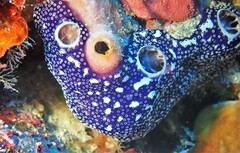 Leptoclinides reticulatus