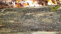 Helicogloea compressa