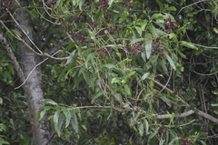 Orthotomus atrogularis