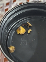 Chlorencoelia versiformis