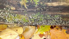 Helicogloea compressa