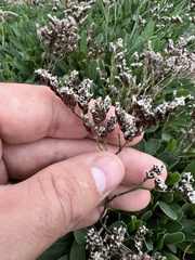 Limonium ramosissimum