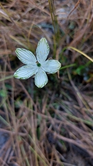 Parnassia grandifolia