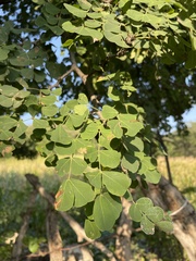 Haematoxylum brasiletto