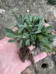 Limonium ramosissimum