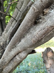 Haematoxylum brasiletto