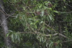 Orthotomus atrogularis