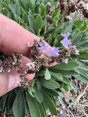 Limonium ramosissimum