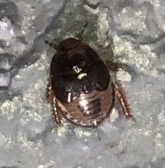 Geotomini