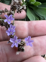 Limonium ramosissimum