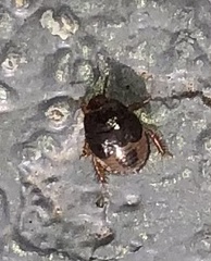 Geotomini
