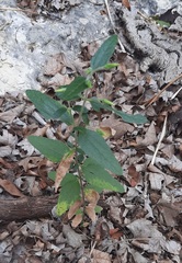 Brickellia cylindracea