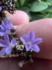 Limonium ramosissimum