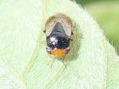 Geocoris varius