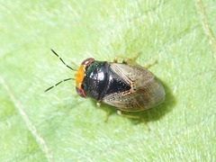 Geocoris varius