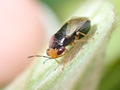 Geocoris varius