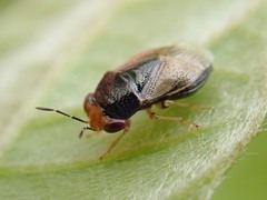Geocoris varius