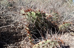 Opuntia tortispina