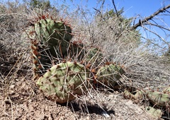 Opuntia tortispina