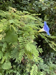 Ipomoea parasitica