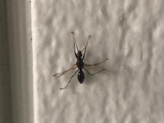 Camponotus