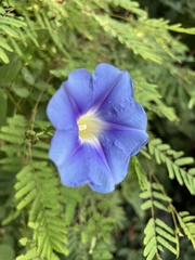 Ipomoea parasitica