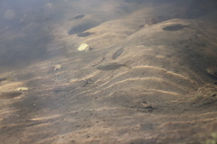 Richardsonius balteatus