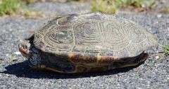 Malaclemys terrapin terrapin