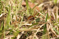 Phyciodes phaon