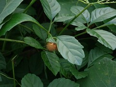 Spilarctia subcarnea