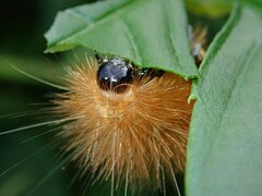 Spilarctia subcarnea