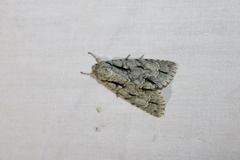 Acronicta lobeliae