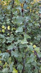 Ceanothus sanguineus